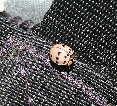 Vaquita bicolor
