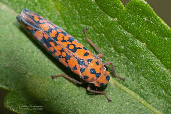 Leafhopper