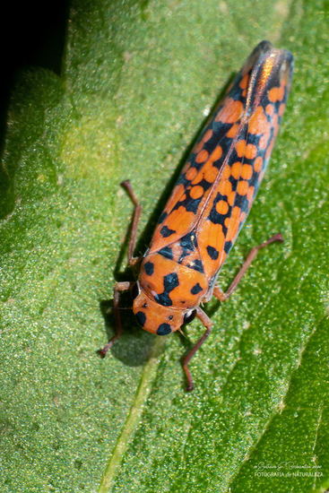 Leafhopper