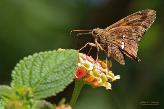 Plateada común