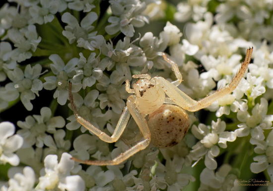 Araña cangrejo