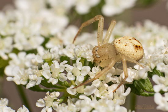 Araña cangrejo