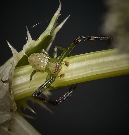 Crab spider
