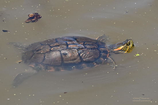Tortuga pintada