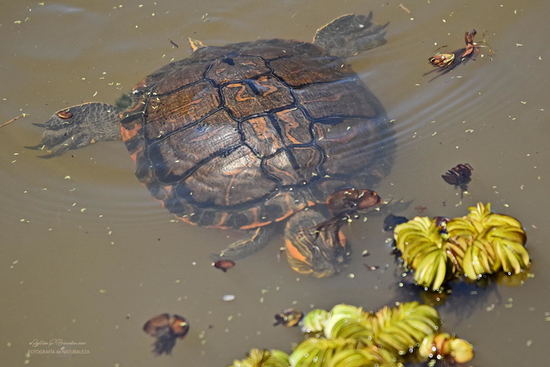 Tortuga pintada