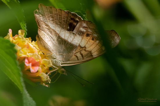 Laurentia Emperor