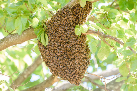 Abeja europea