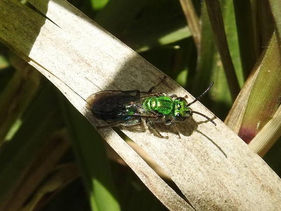 Abeja del sudor 