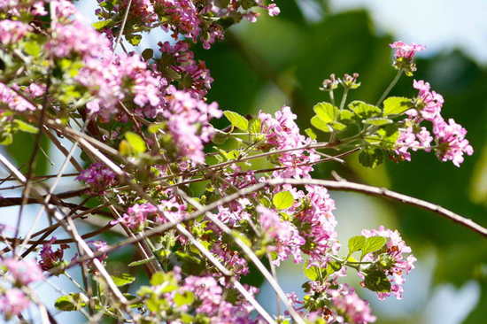 Camará morada/Lantana megapotamica