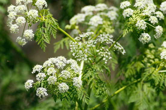 Cicuta/Poison hemlock