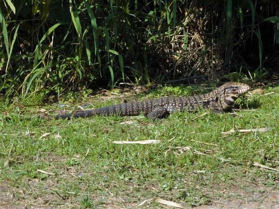 Lagarto overo