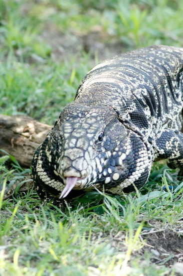 Lagarto overo