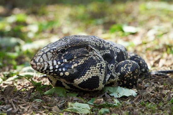 Lagarto overo
