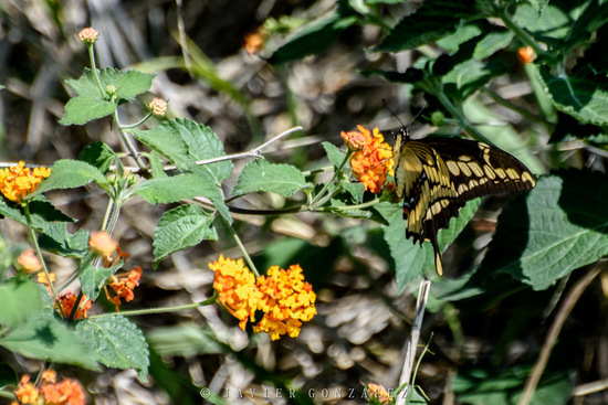 Limonera grande/Thoas swallowtail