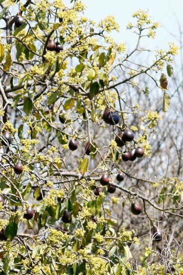 Palto/Avocado tree