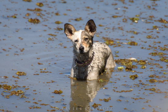 Perro/Dog