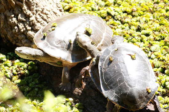 Tortuga de laguna/Side-necked turtle