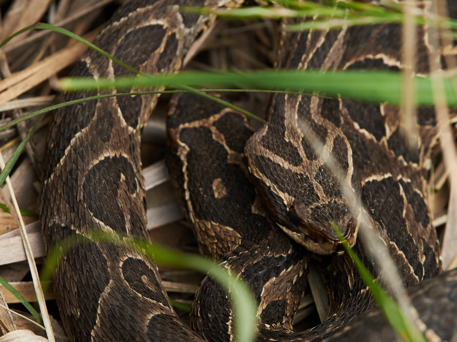 Meeting the urutu pit viper