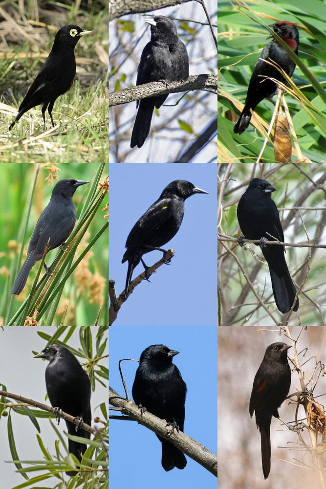 Aves negras