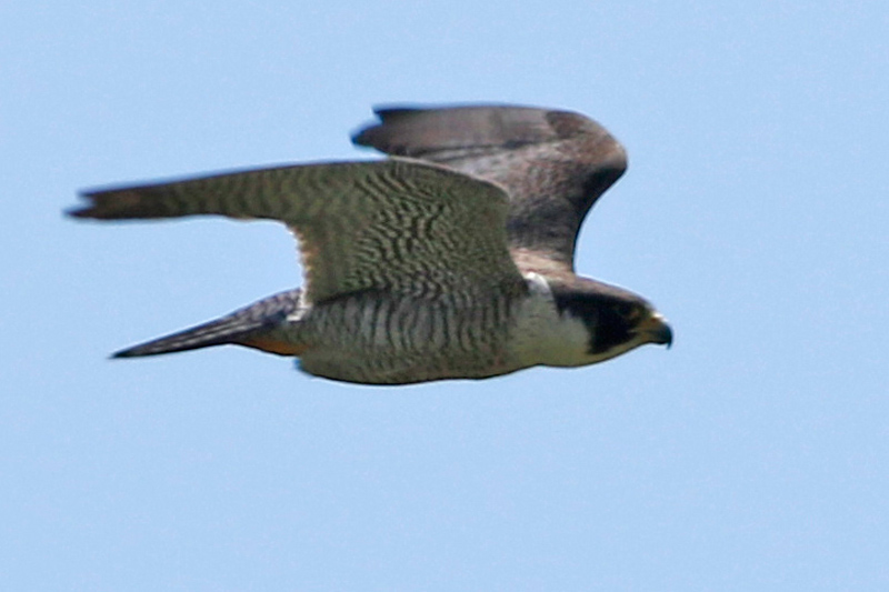 Halcón peregrino en vuelo