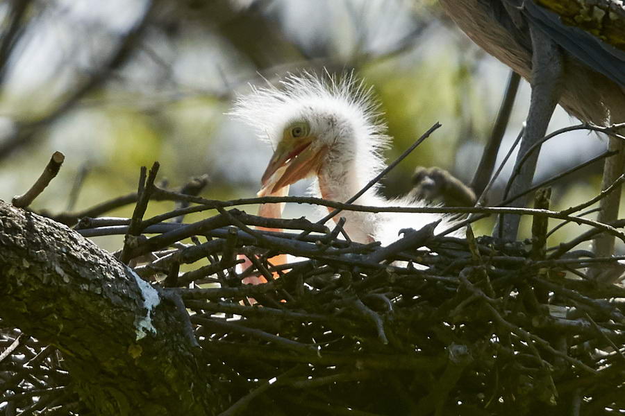 Rufescent tiger-heron clutch at Canal Viamonte 2020