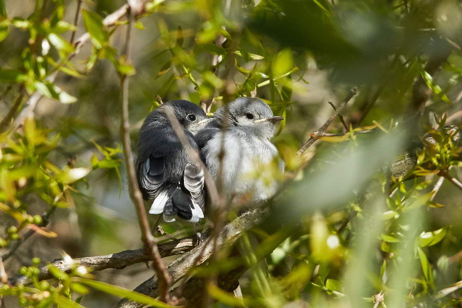 Masked gnatcatcher flegdlings at Canal Viamonte