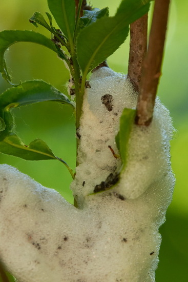 Chicharrita de la espuma