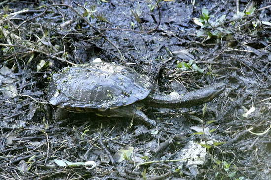 Tortuga cuello de serpiente