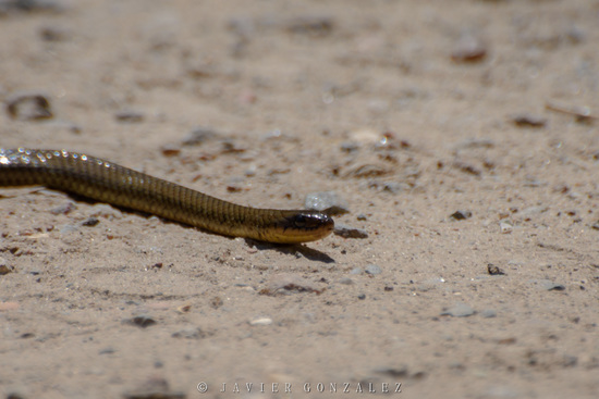 Culebra parda