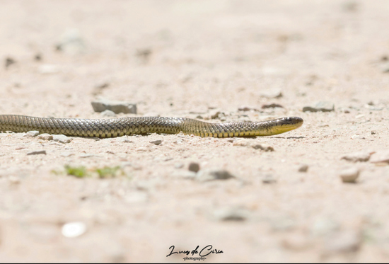 Culebra parda
