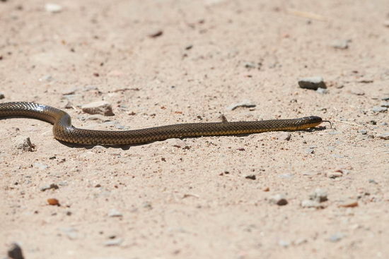Culebra parda