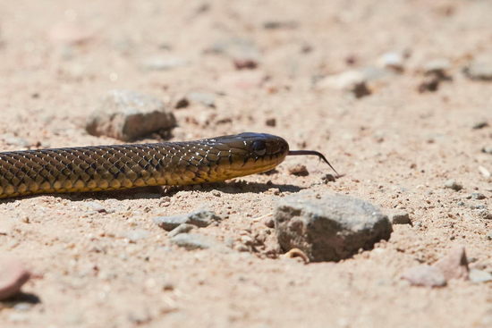 Culebra parda