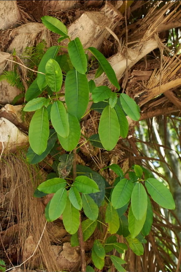 Higuerón/Wild fig tree