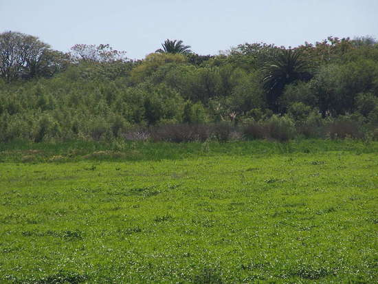 Laguna de los Patos/Duck Pond