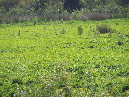 Laguna de los Patos/Duck Pond