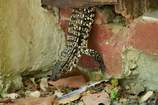 Lagarto overo