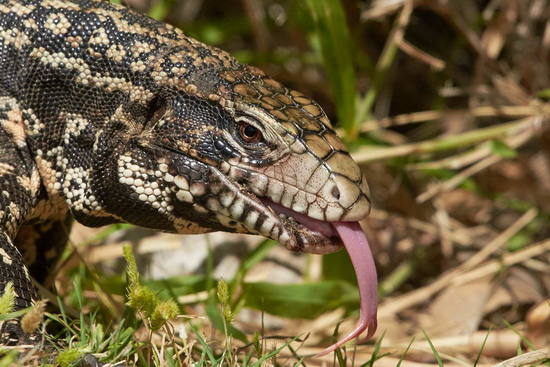 Lagarto overo