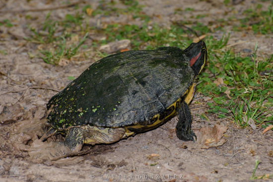Tortuga de orejas rojas