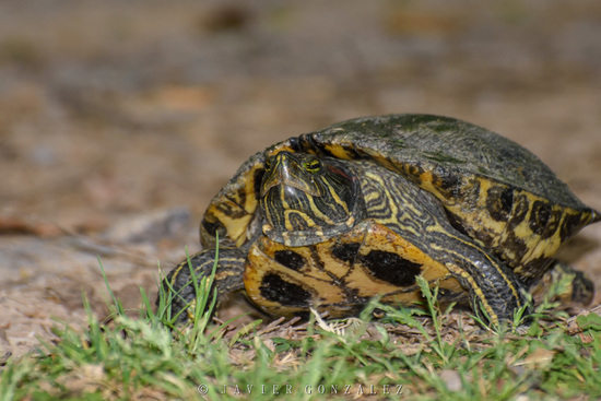 Tortuga de orejas rojas