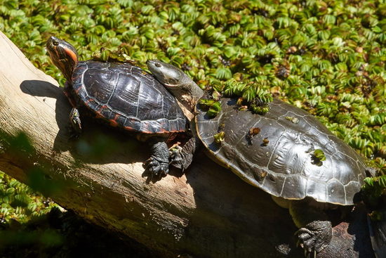 Tortuga de laguna