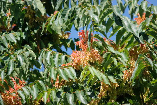 Árbol del cielo/Tree of heaven