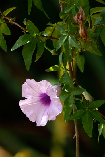 Campanilla lila/Morning glory