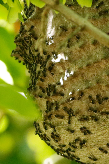 Camuati Wasp