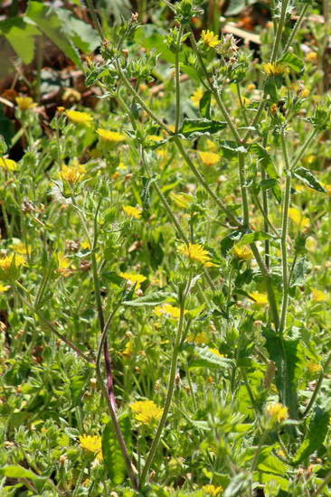 Cerraja/Sow thistle