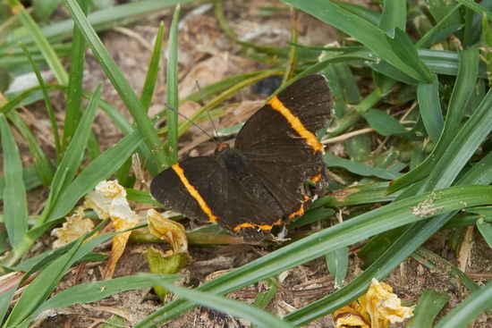 Lyssipoides metalmark