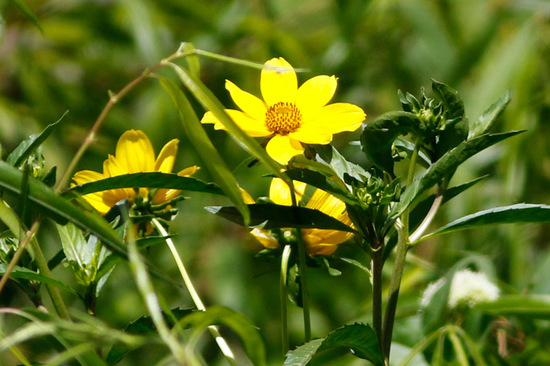 Flechilla/Larger bur-marigold