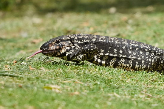 Black-and-white tegu lizard