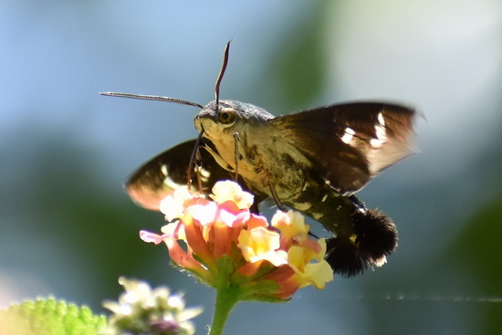 Polilla titán
