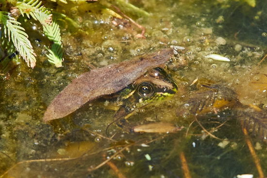 Lesser swimming frog