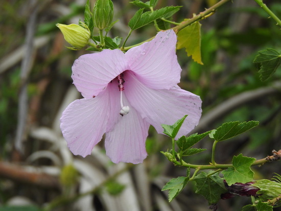 Rosa del río/Striped rosemallow